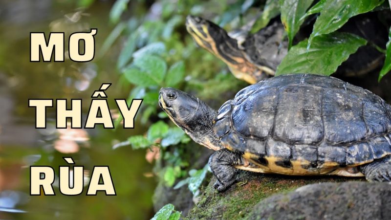 Giải mã một số giấc mơ thấy rùa và con số may mắn