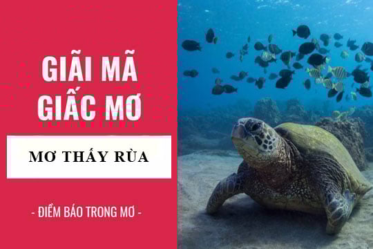 Nằm Mơ Thấy Rùa Đánh Số Gì
