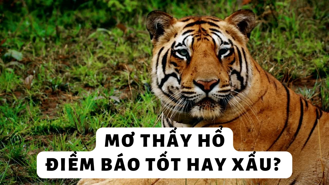 Ý nghĩa biểu tượng khi nằm mơ thấy hổ
