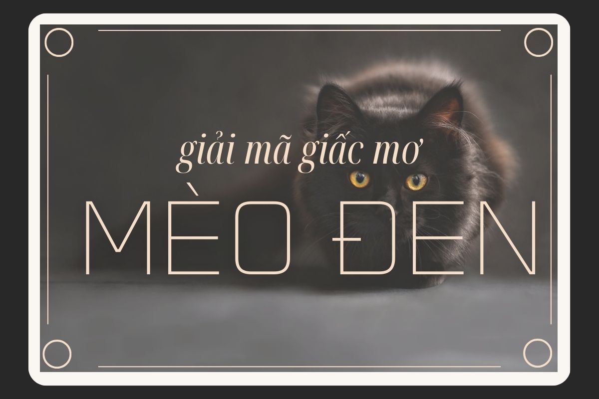Quan niệm về mèo đen trong tâm linh và văn hóa