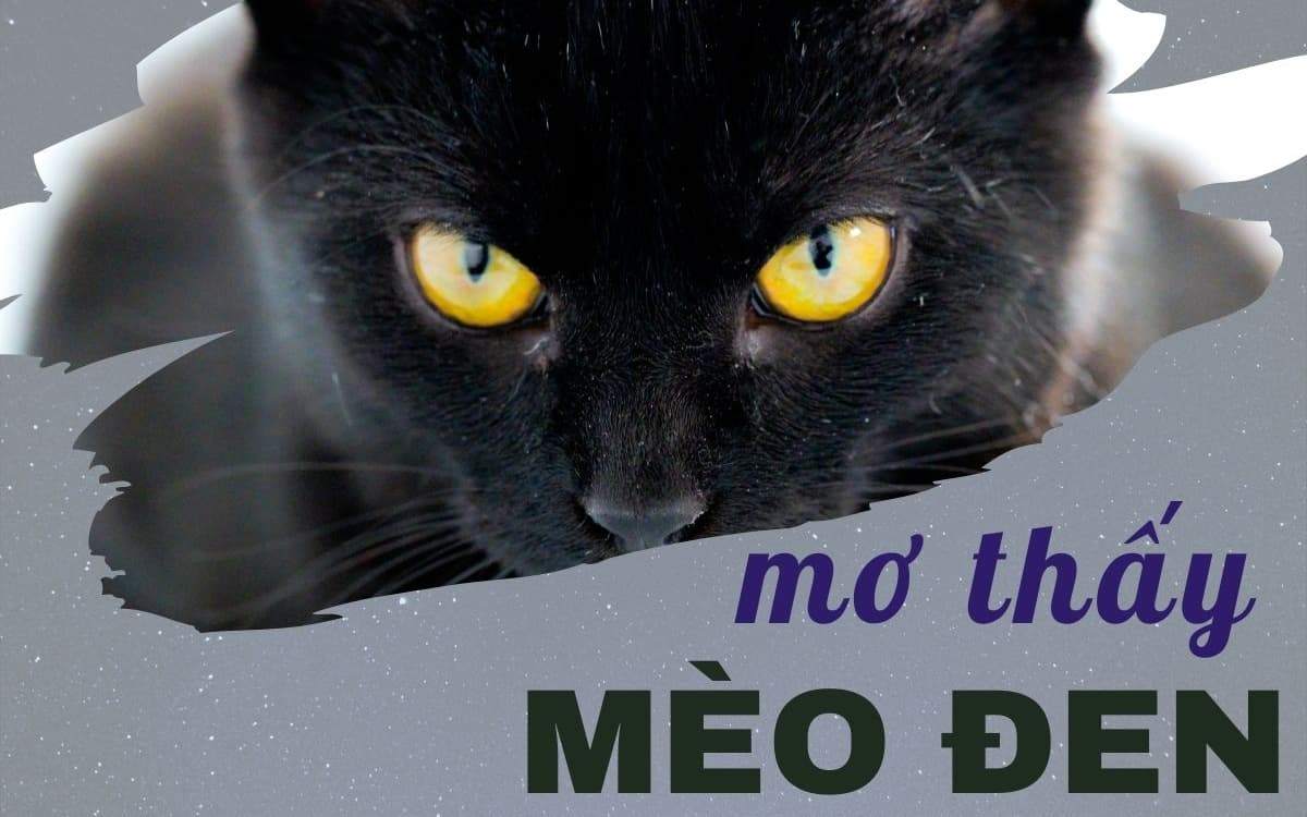 Mơ thấy mèo đen đánh con gì